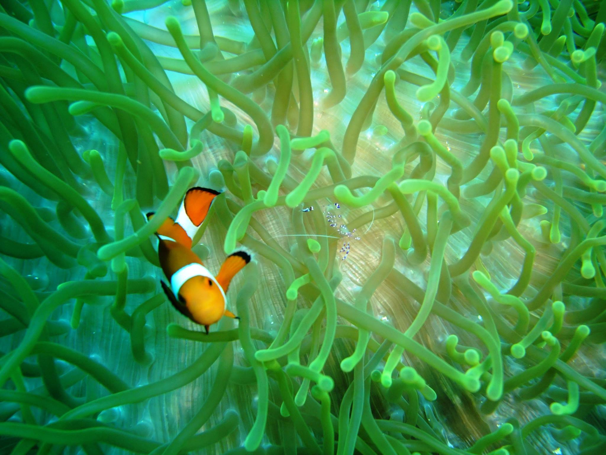 Anemonenfisch