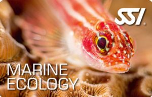 Marine Ecology / Underwater Naturalist