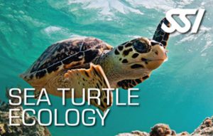Sea Turtle Ecology