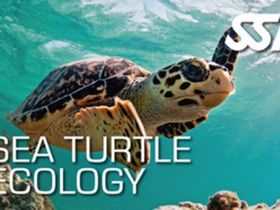 Sea Turtle Ecology