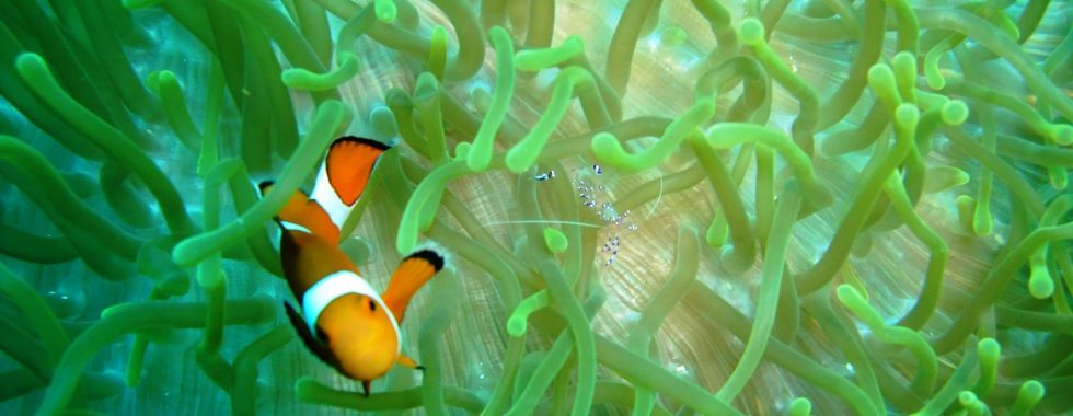 Anemonenfisch